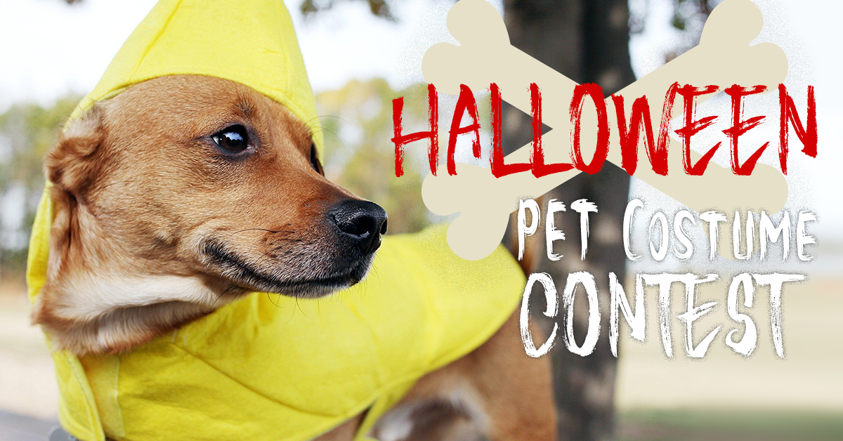 Halloween Pumpkin Carving Contest Idea 2